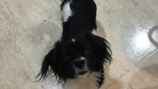 Demersuri pentru un nou adăpost pentru câinii comunitari