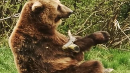 Ursul Bolik, pe lista scurtă a World Animal Protection