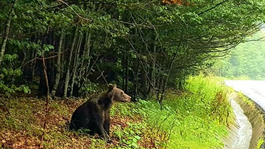 Numărul apelurilor la 112, care anunțau prezența unui urs în zone locuite, s-a dublat