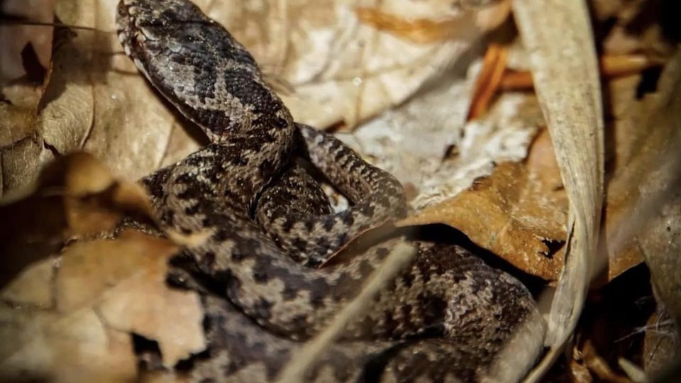 Mușcat de viperă în Masivul Parâng, salvat cu ajutorul elicopterului SMURD Brașov