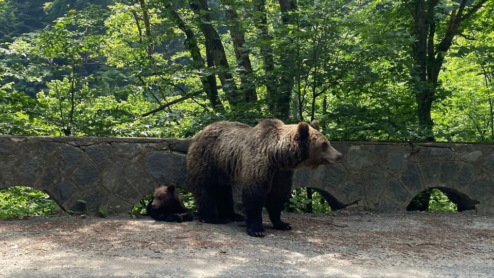 Mai mulți urși și lupi, mai puține pisici sălbatice, în acest an