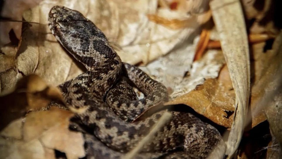 Măsuri de prim ajutor în caz de mușcătură de viperă