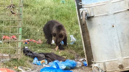 200.000 de lei, valoarea pagubelor făcute de urși și lupi, în județ, de la începutul anului