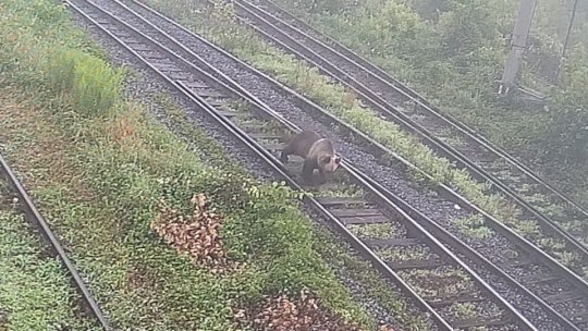 Ursul din Triaj a fost lovit de tren, la miezul nopții