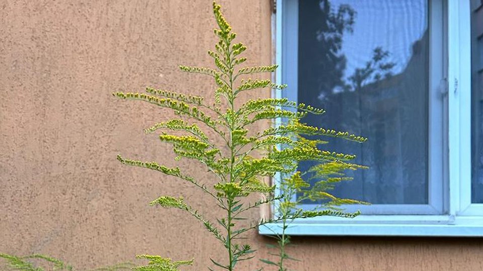 Proprietarii vor avea obligația să efectueze anual, până pe 30 iunie, lucrări de combatere a ambroziei