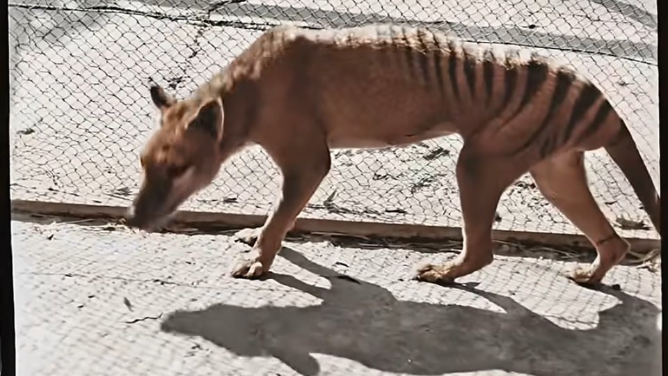 Oamenii de ştiinţă au obținut mostre de ARN de la un tigru tazmanian expus la muzeu