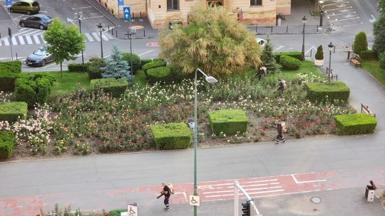 Luni începe ultima campanie de dezinsecție din municipiu