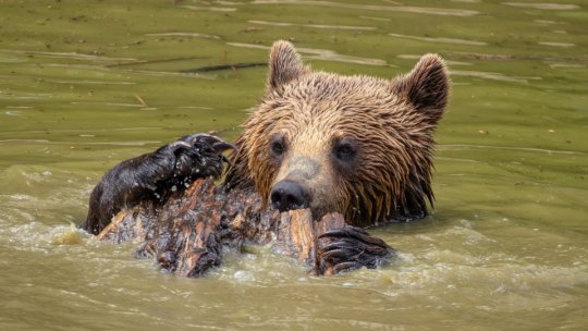 Ziua Internațională a Animalelor, marcată și la Sanctuarul Libearty din Zărnești