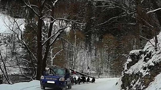 VIDEO Distracție cu iz de amendă, pentru un șofer inconștient