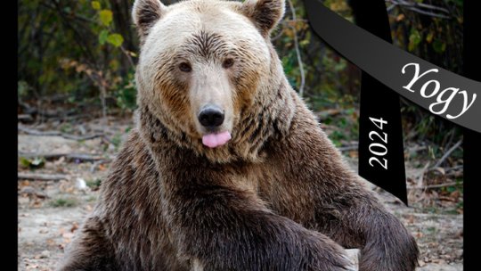 Ursul Yogy de la Sanctuarul Libearty a murit în această dimineaţă