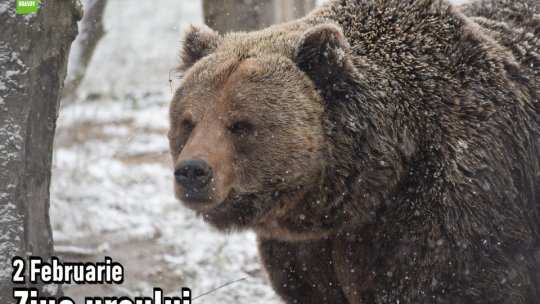 "Ziua ursului" va fi sărbătorită, vineri, la Grădina Zoologică