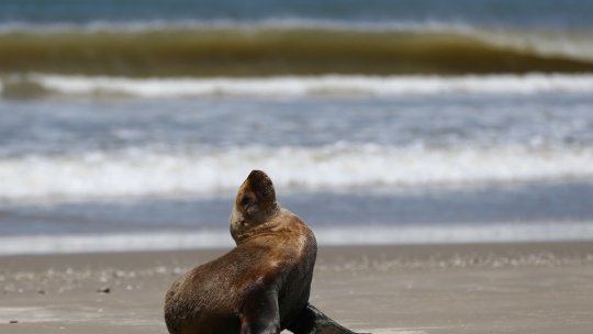 Pinguini, lei de mare și foci, la Zoo Brașov, de anul acesta