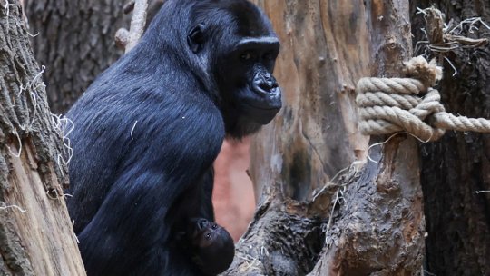 Papagali Ara și gorile, următoarele atracții pe care le are în plan conducerea Zoo Brașov