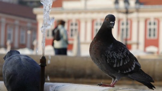 Cum ajutăm păsările să treacă mai ușor peste iarnă? Primăria Brașov îi amendează pe cei care hrănesc porumbeii