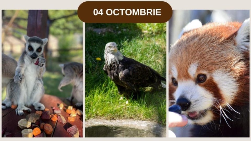 Se pregătește Ziua Animalelor și a Îngrijitorilor la Zoo Brașov