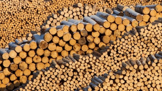 Direcția Silvică Brașov pune la dispoziția populației circa 12.000 de metri cubi de lemn de foc