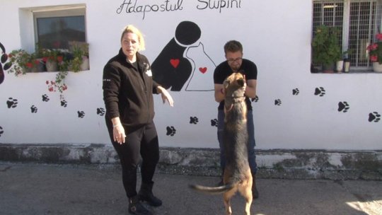 Lupica, adusă înapoi după doar o zi de adopție