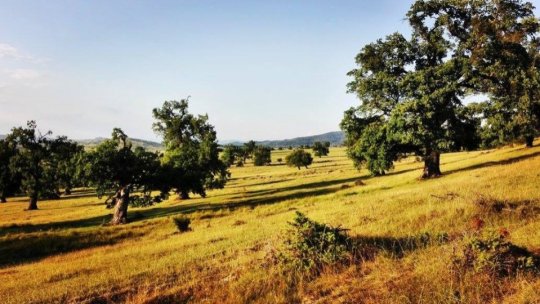 „Ziua stejarului” de la Mercheașa, la Biserica Fortificată Evanghelică din localitate