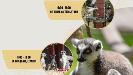 Sărbătoare mare la Zoo Brașov, de Ziua Mondială a Lemurilor