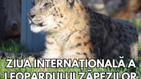 Ziua leopardului zăpezii, la Zoo Brașov