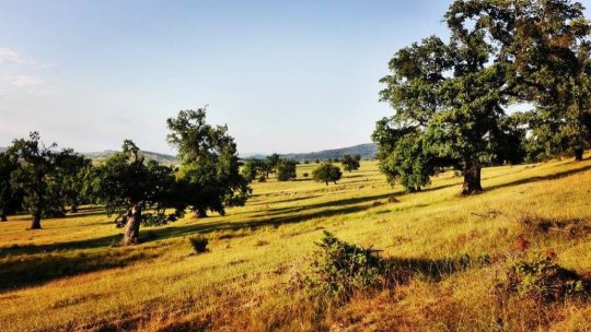 Se apropie Ziua Stejarului Secular de la Mercheașa