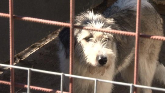 ”Fetița” poate fi adoptată