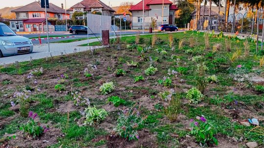 1.750 de arbori, plantați în 3 zile în municipiul Făgăraș