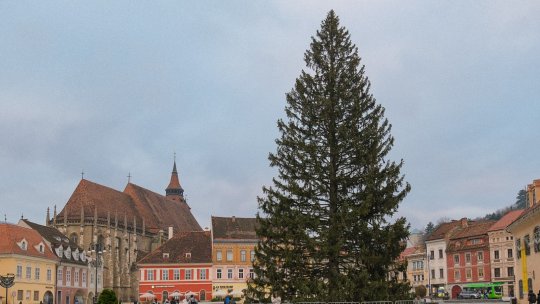 Bradul din Piața Sfatului, deja atracție pentru trecători