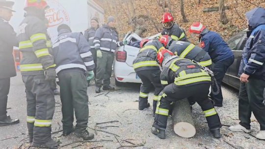 Un copac a căzut peste două mașini, în Livada Poștei