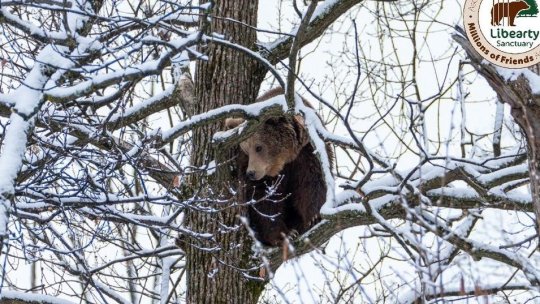 Sanctuarul Libearty, închis de vremea rea