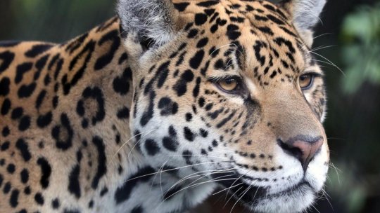 Ziua Internațională a Jaguarului, la Grădina Zoologică Brașov
