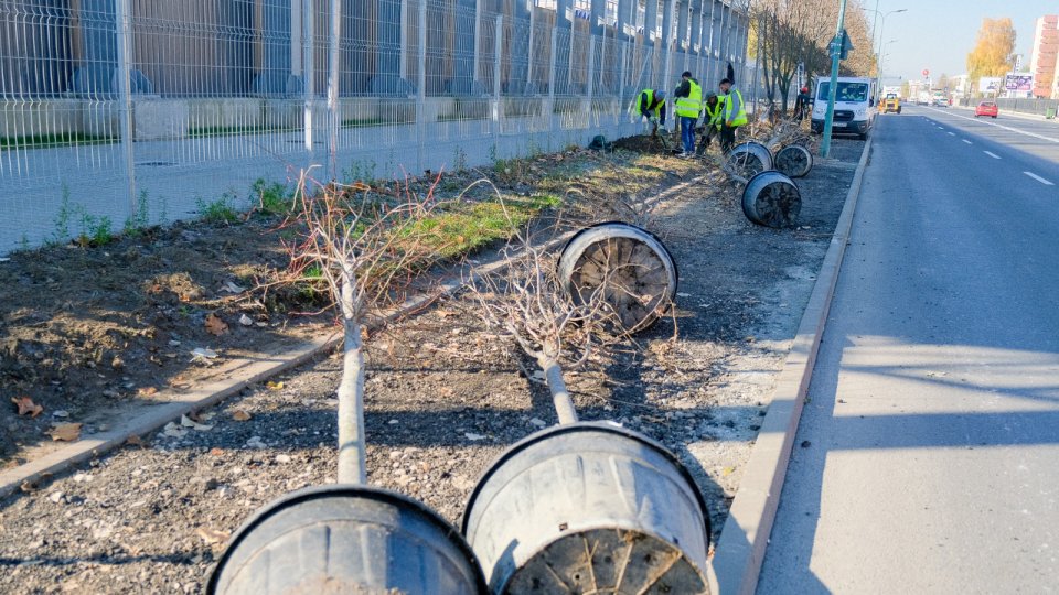 Au început plantările de toamnă în municipiul Brașov