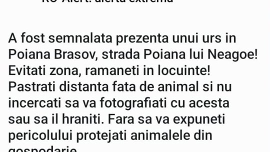 Alertă. Urs în Poiana Brașov