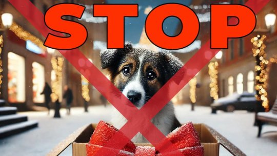 Animalele de companie NU sunt cadouri potrivite