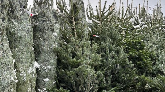 Brazii de Crăciun vor ajunge în piețele din Brașov din 14 decembrie