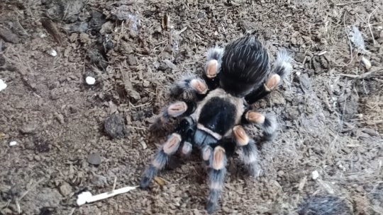 Sute de persoane au venit să vadă tarantulele vii de la Reduta