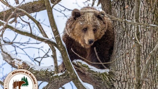 Sărbătoare mare la Sanctuarul de Urși de la Zărnești
