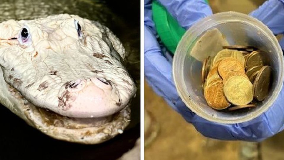 70 de monede scoase din stomacul unui aligator de la grădina zoologică din Nebraska