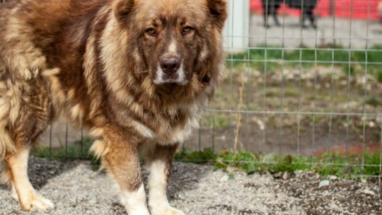 Zeci de câini cu bruceloză, din Tărlungeni, au fost eutanasiați