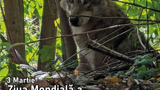 Ziua Mondială a Faunei Sălbatice va fi sărbătorită și la Grădina Zoologică Brașov