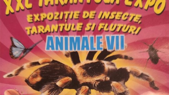 XXL TARANTULA EXPO se deschide astăzi la Centrul Cultural Reduta