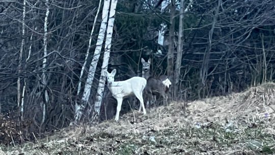 Apariție rară în pădurile României