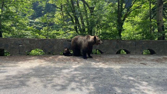 Ce trebuie să faceți dacă întâlniți animale sălbatice pe traseele montane