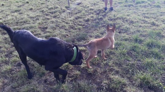 Câinii cu sau fără stăpân, verificați de polițiștii de la Protecția Animalelor