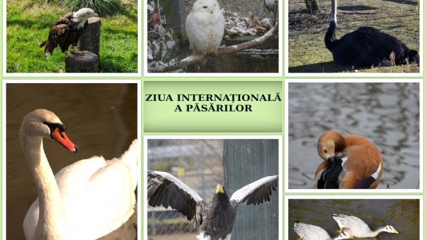 Ziua Internațională a Păsărilor, la Grădina Zoologică Brașov