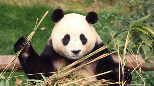 Petrecere de adio pentru Fu Bao, primul panda uriaş născut în Coreea de Sud