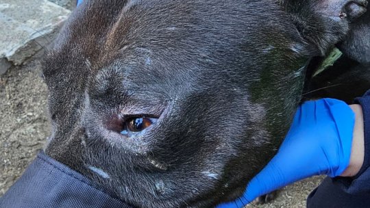 VIDEO Reținuți pentru că au organizat lupte între câini