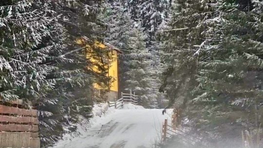 COD GALBEN de ninsori în zona montană a județului Brașov