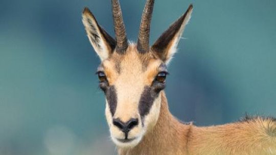 LYNX, festivalul dedicat exclusiv fotografiei și filmului documentar de natură, va avea loc între 4 - 9 iunie