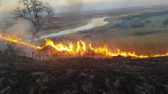Ce nu au distrus insectele, au mistuit flăcările